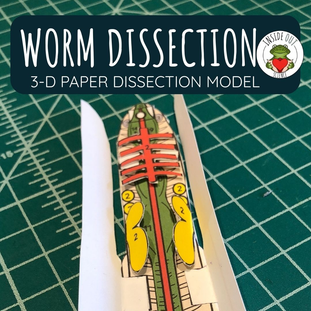 Earthworm Dissection Zoology | Biology 3-D Anatomy Paper Dissection Model & Lesson