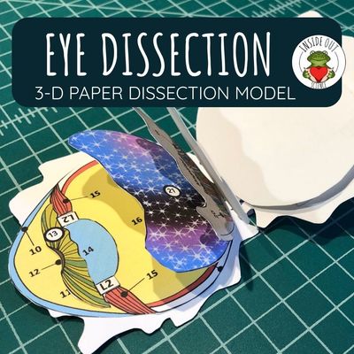Eye Dissection Zoology | Biology 3-D Anatomy Paper Dissection Model & Lesson