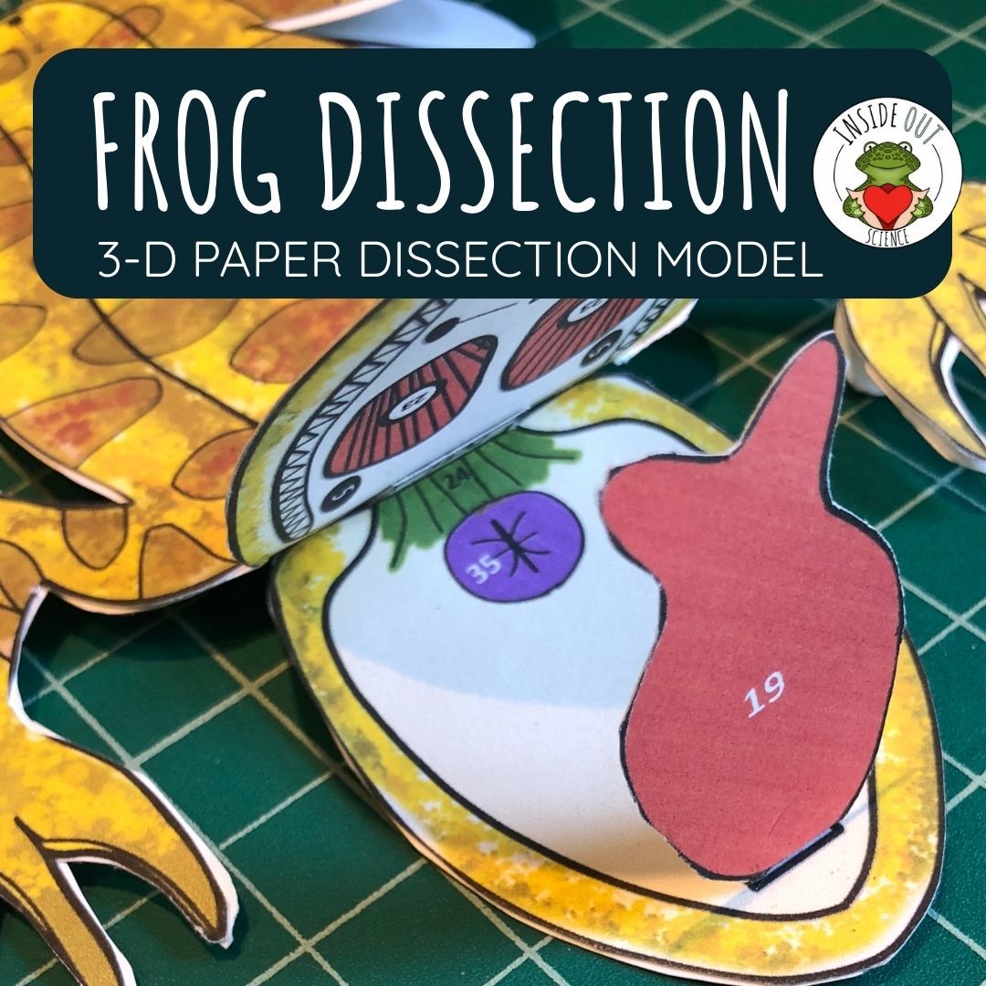 Frog Dissection Zoology | Biology 3-D Anatomy Paper Dissection Model & Lesson