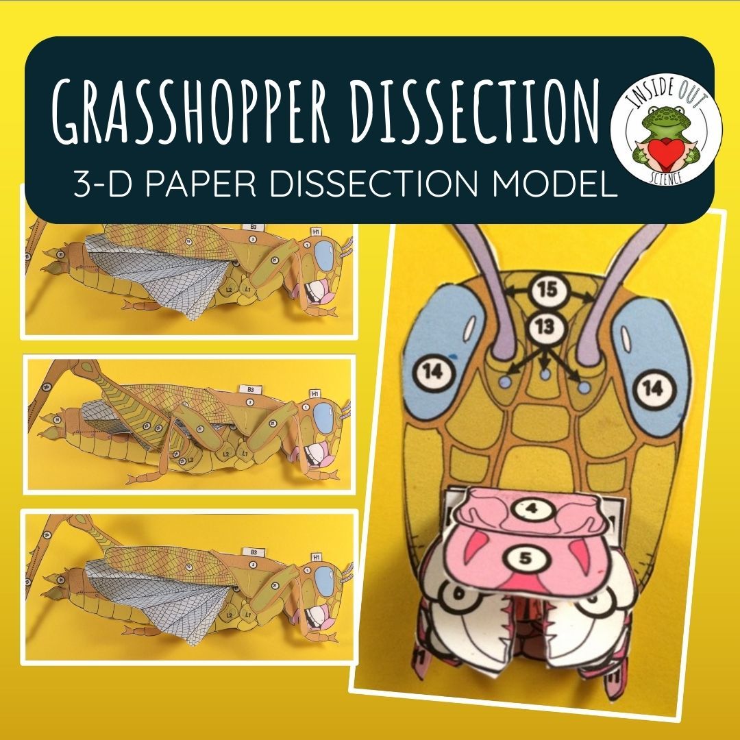 Grasshopper Dissection Zoology | Biology 3-D Anatomy Paper Dissection Model & Lesson