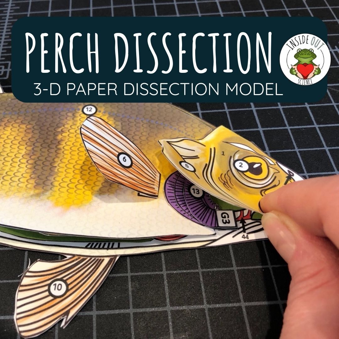 Perch Dissection Zoology | Biology 3-D Anatomy Paper Dissection Model & Lesson