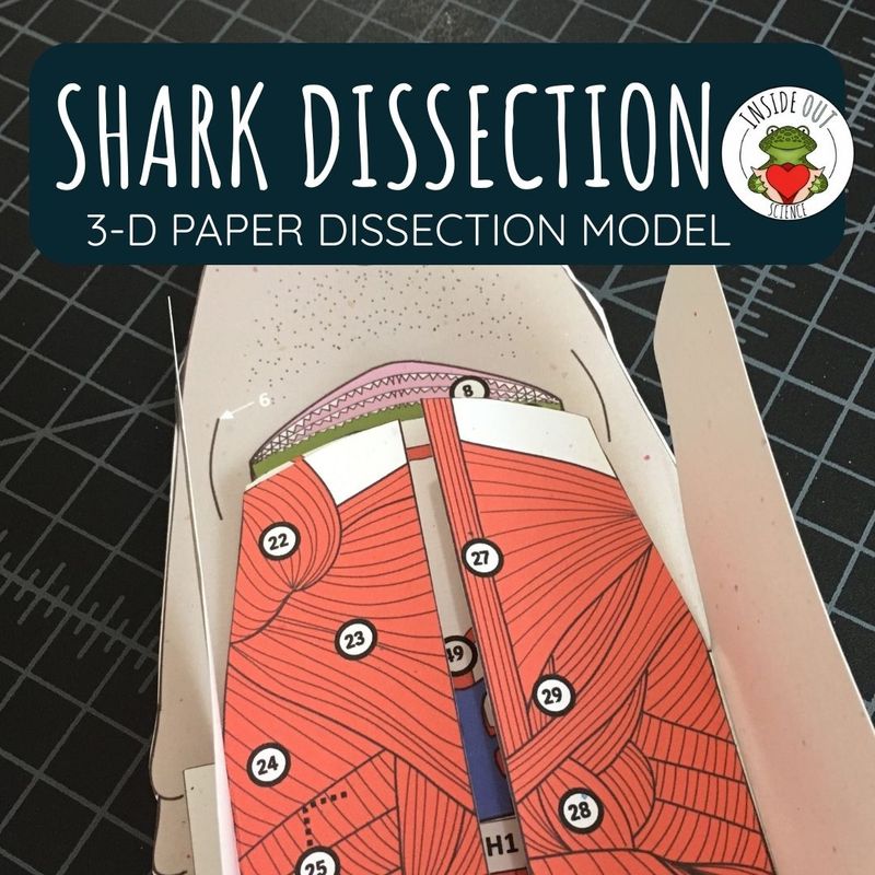 Dogfish Shark Dissection Zoology | Biology 3-D Anatomy Paper Dissection Model & Lesson