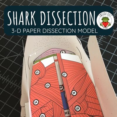 Dogfish Shark Dissection Zoology | Biology 3-D Anatomy Paper Dissection Model & Lesson
