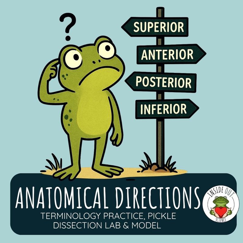 Anatomical Directions | Pickle Dissection | Biology 3-D Anatomy Paper Model & Lesson