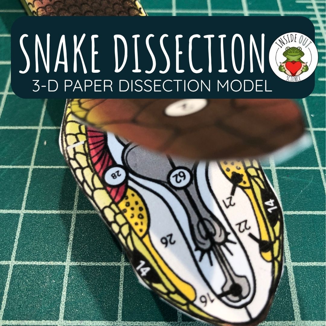 Snake Dissection Zoology | Biology 3-D Anatomy Paper Dissection Model & Lesson Snake Dissection Zoology | Biology 3-D Anatomy Paper Dissection Model & Lesson