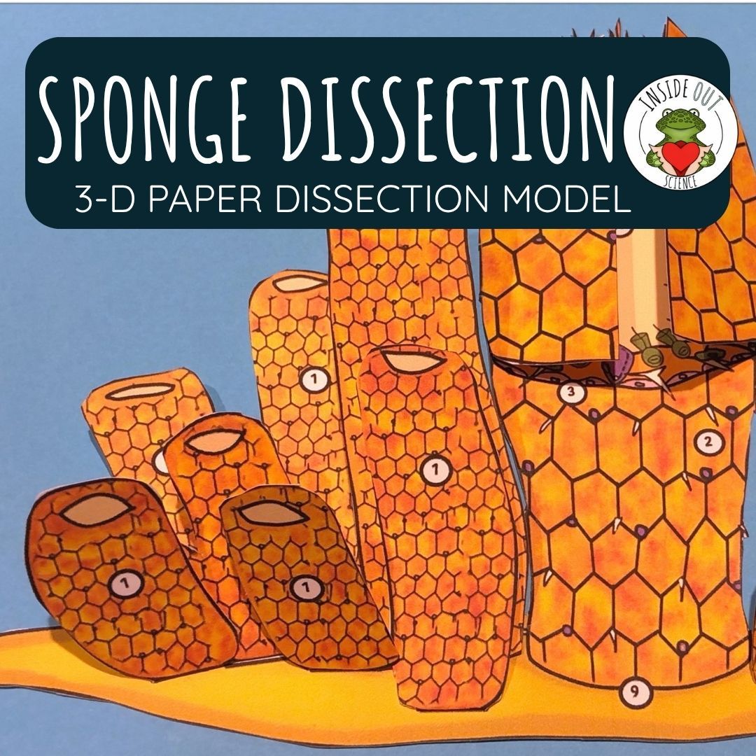 Sponge Dissection Zoology | Biology 3-D Anatomy Paper Dissection Model & Lesson
