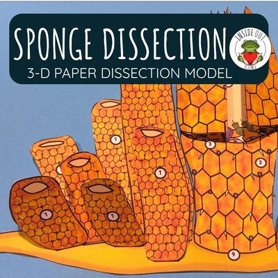 Sponge Dissection Zoology | Biology 3-D Anatomy Paper Dissection Model & Lesson