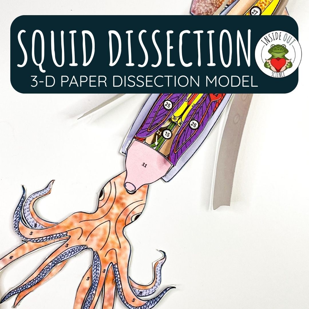 Squid Dissection Zoology | Biology 3-D Anatomy Paper Dissection Model & Lesson Squid Dissection Zoology | Biology 3-D Anatomy Paper Dissection Model & Lesson