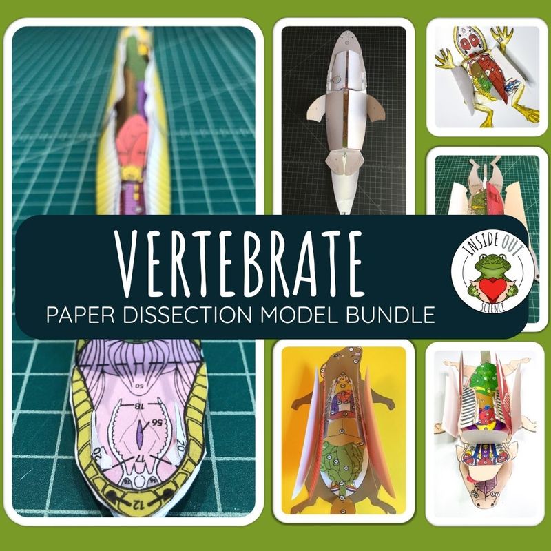 Vertebrate Animal Dissection Zoology | Biology 3-D Paper Dissection Model Bundle