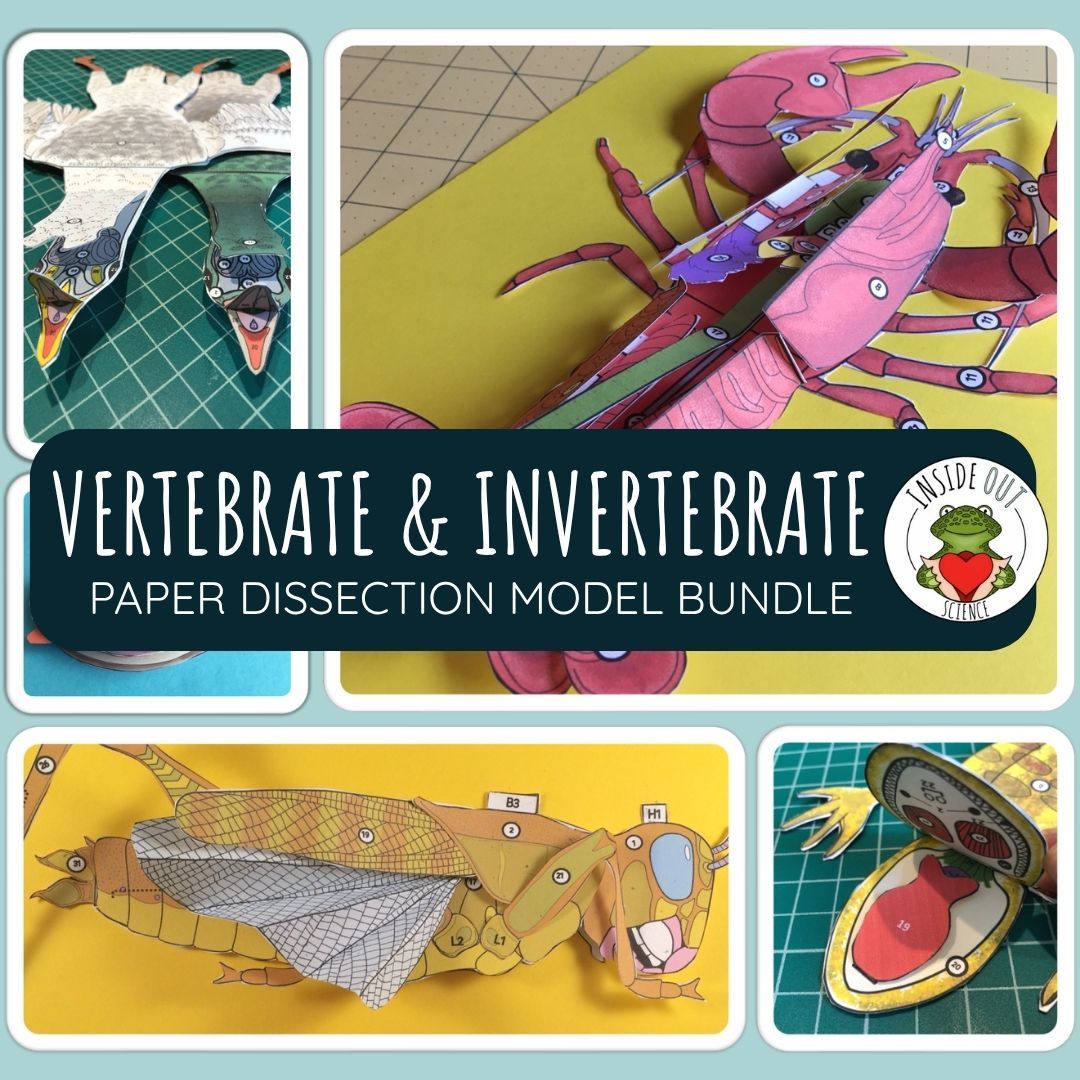 Vertebrate & Invertebrate Zoology | Biology Dissection 3-D Paper Model Bundle