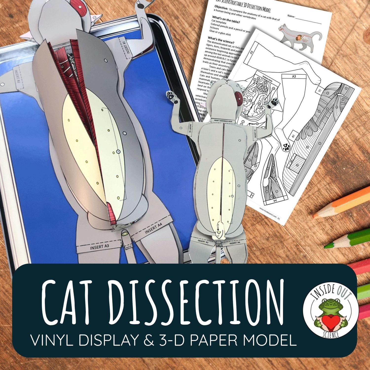 Cat Dissection | Large-Vinyl 3-D Anatomy Demonstration Model + Paper Dissection Model & Lesson
