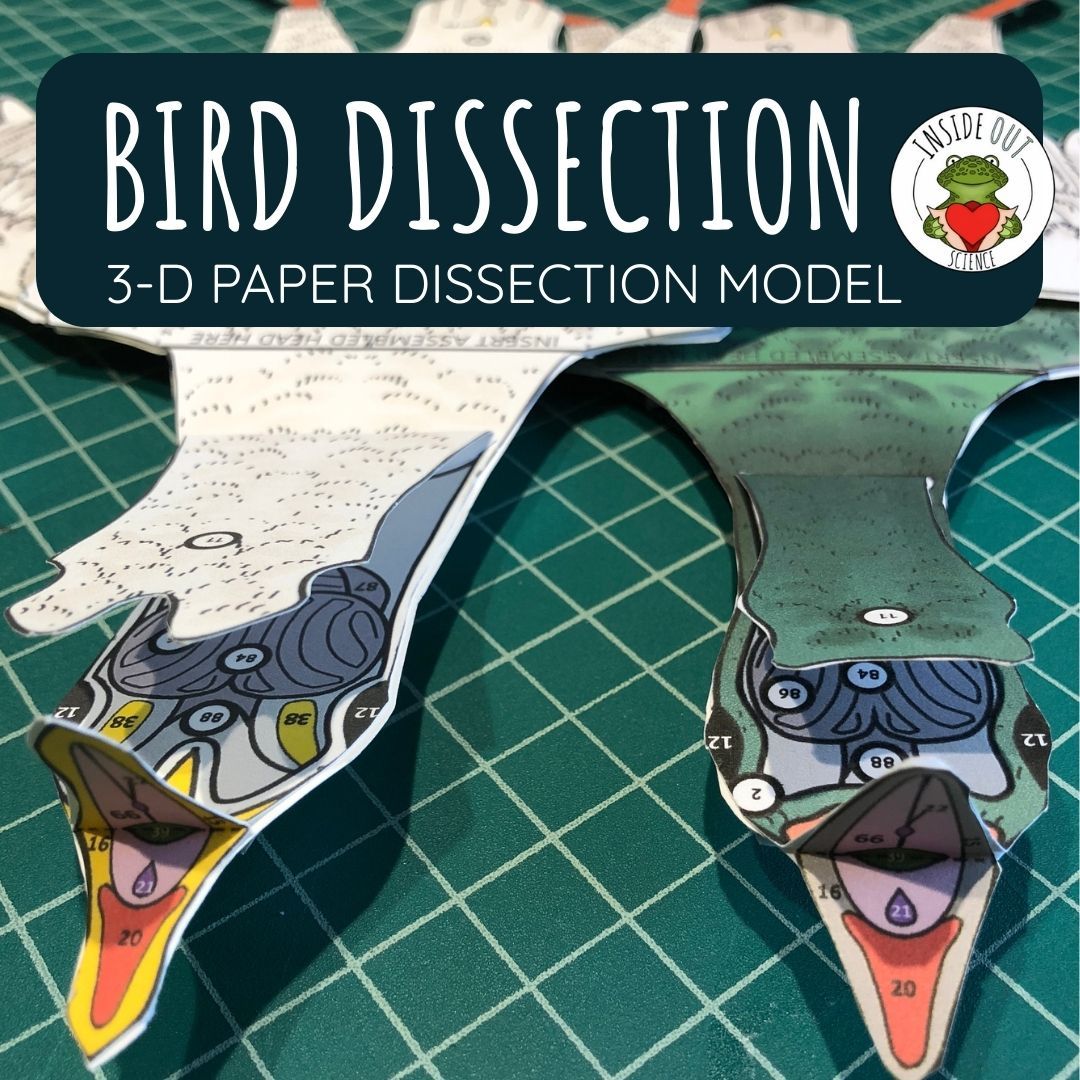 Bird Dissection Zoology | Biology 3-D Anatomy Paper Dissection Model & Lesson