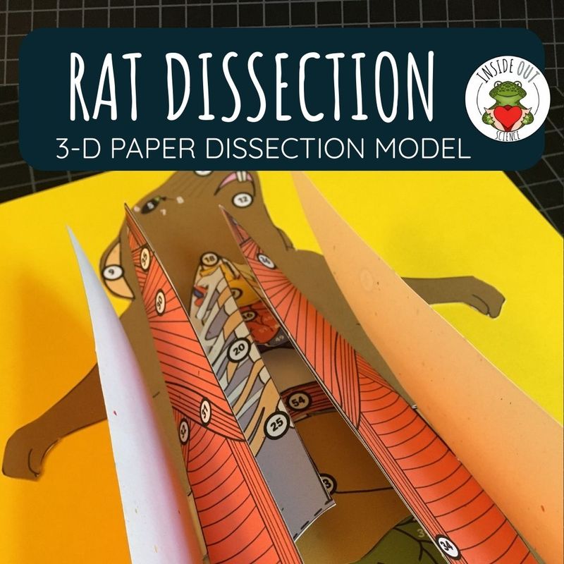 Rat Dissection Zoology | Biology 3-D Anatomy Paper Dissection Model & Lesson