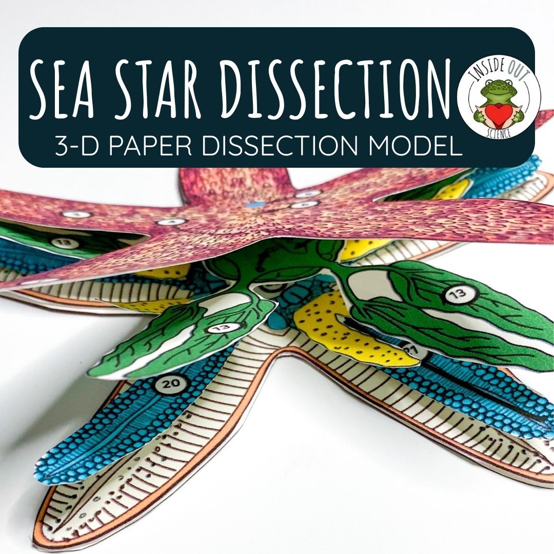 Sea Star Dissection Zoology | Biology 3-D Anatomy Paper Dissection Model & Lesson