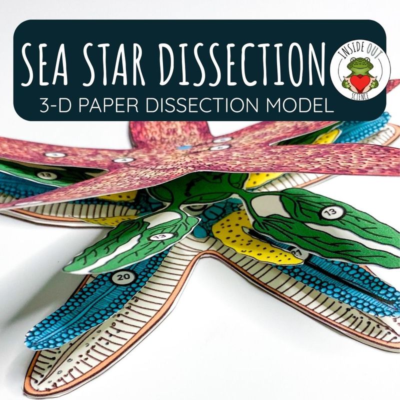 Sea Star Dissection Zoology | Biology 3-D Anatomy Paper Dissection Model & Lesson