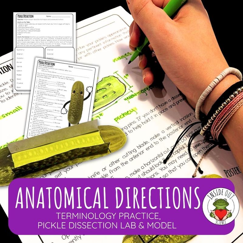 Anatomical Directions | Pickle Dissection | Biology 3-D Anatomy Paper Model & Lesson