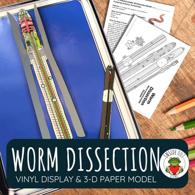 Earthworm Dissection | Large-Vinyl 3-D Anatomy Demonstration Model + Paper Dissection Model & Lesson
