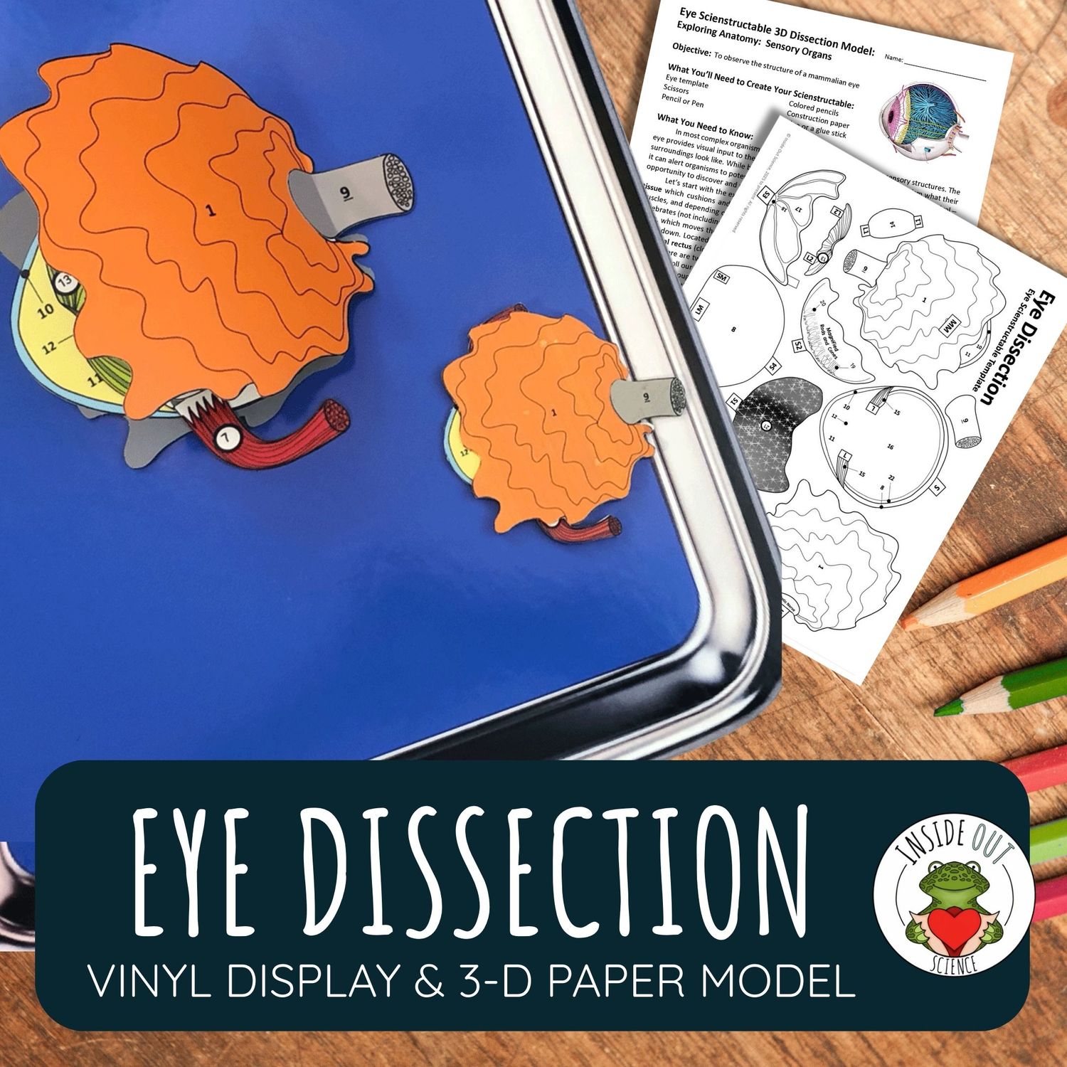 Eye Dissection | Large-Vinyl 3-D Anatomy Demonstration Model + Paper Dissection Model & Lesson