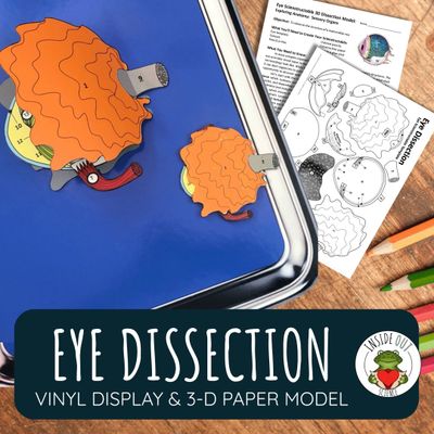 Eye Dissection | Large-Vinyl 3-D Anatomy Demonstration Model + Paper Dissection Model & Lesson