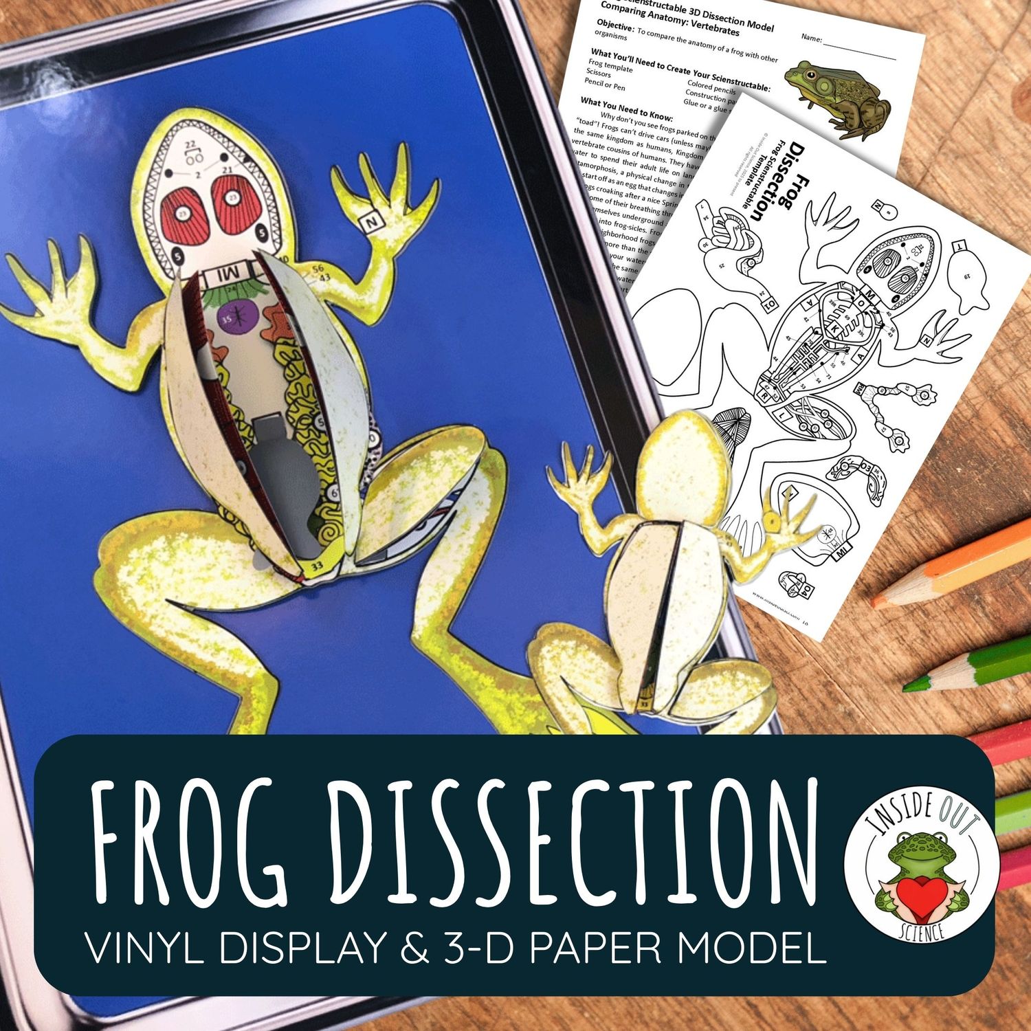 Frog Dissection | Large-Vinyl 3-D Anatomy Demonstration Model + Paper Dissection Model & Lesson