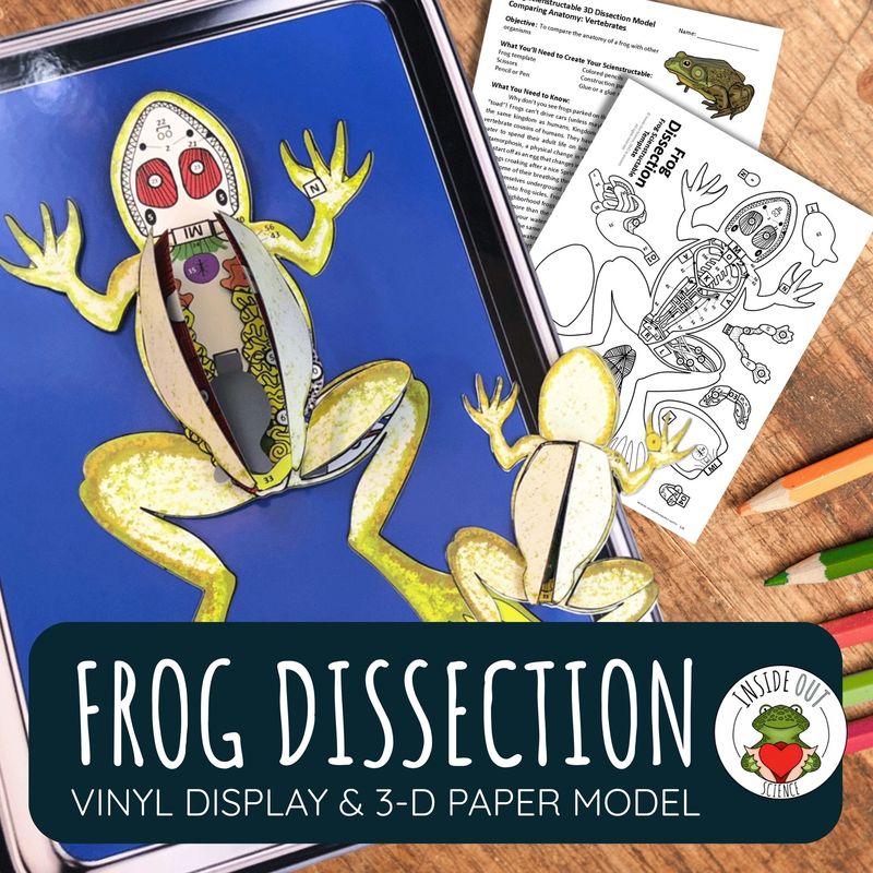 Frog Dissection | Large-Vinyl 3-D Anatomy Demonstration Model + Paper Dissection Model & Lesson