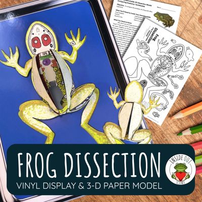 Frog Dissection | Large-Vinyl 3-D Anatomy Demonstration Model + Paper Dissection Model & Lesson