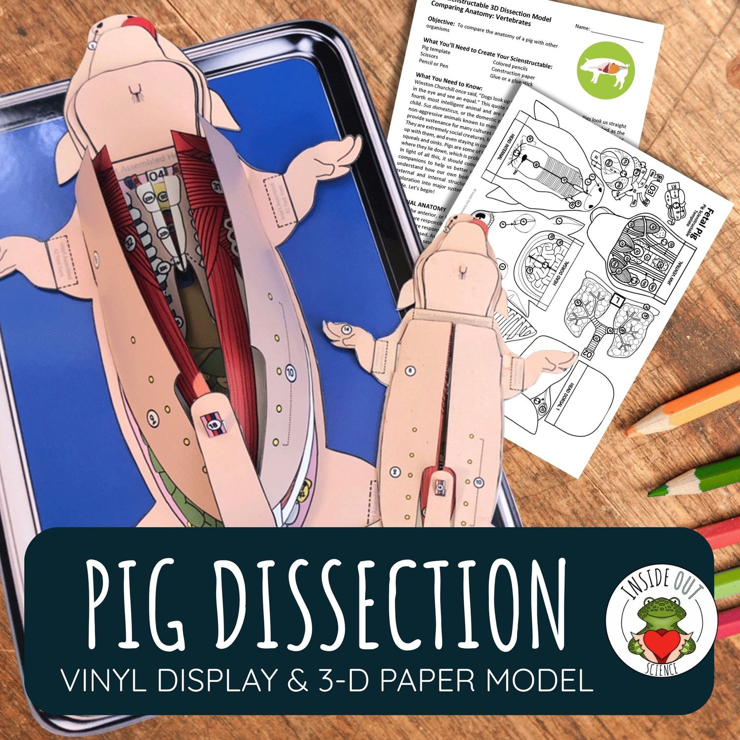 Pig Dissection | Large-Vinyl 3-D Anatomy Demonstration Model + Paper Dissection Model & Lesson