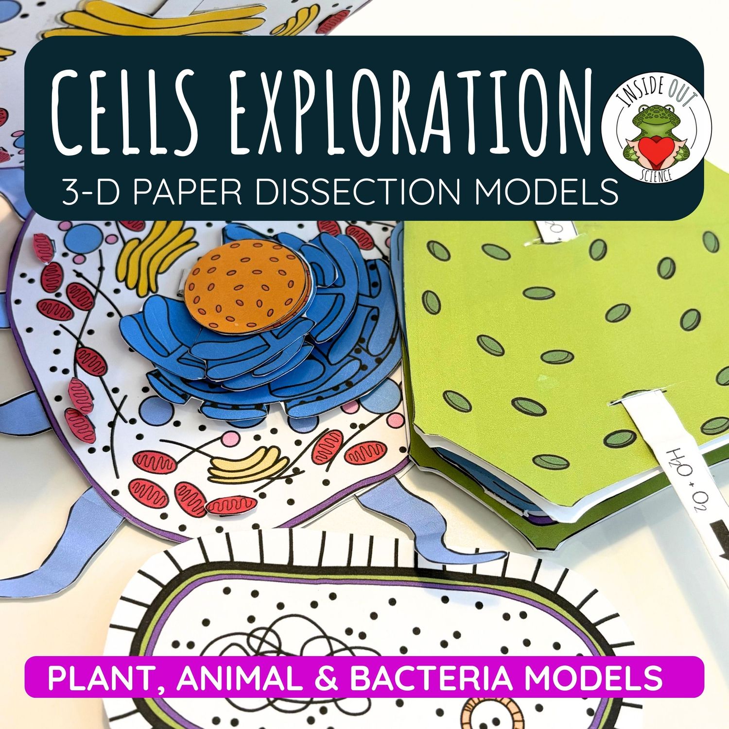 Cells | Prokaryotic & Eukaryotic 3D Cell Models | Organelle Structure & Function Cells | Prokaryotic & Eukaryotic 3D Cell Models | Organelle Structure & Function