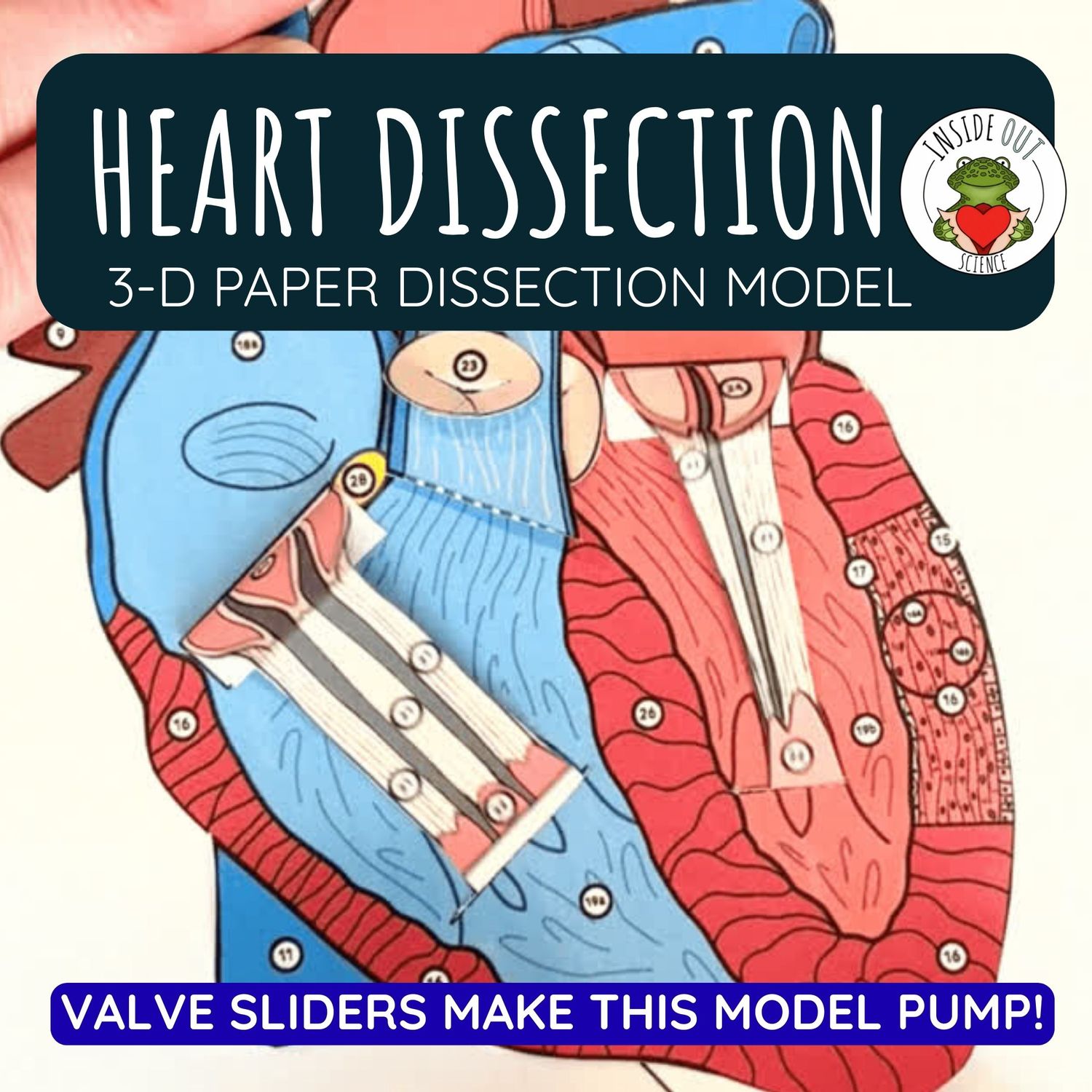 Heart Organ Dissection | Biology 3-D Anatomy Paper Dissection Model & Lesson Heart Organ Dissection | Biology 3-D Anatomy Paper Dissection Model & Lesson