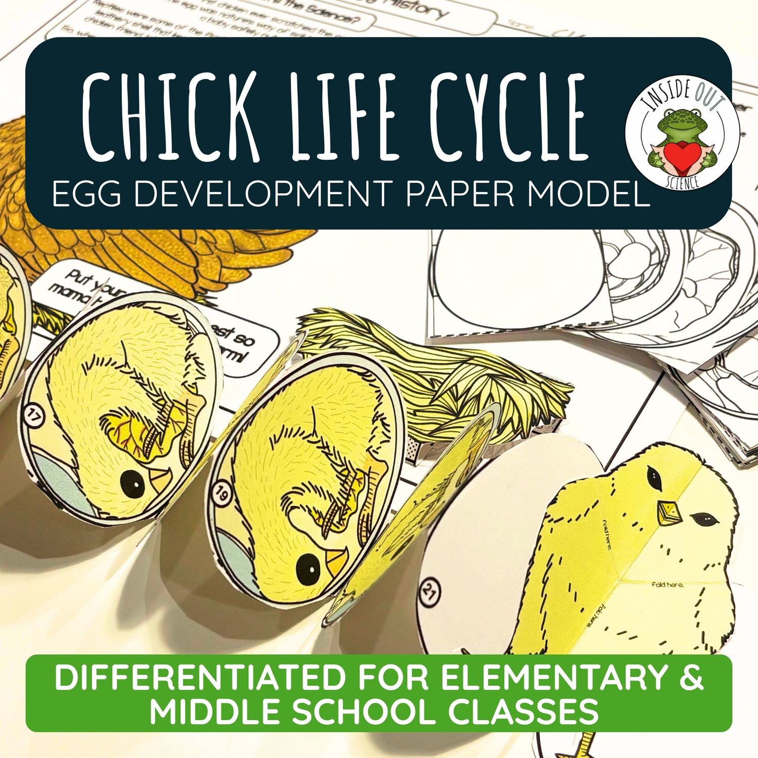 Chicken Life Cycle | Egg Development & Hen Anatomy | 3D Paper Model & Lesson
