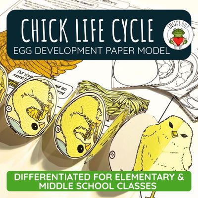 Chicken Life Cycle | Egg Development & Hen Anatomy | 3D Paper Model & Lesson