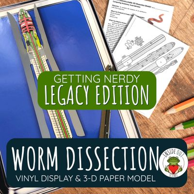 LEGACY Earthworm Dissection Model | Large Vinyl Anatomy Demonstration Kit & Lesson