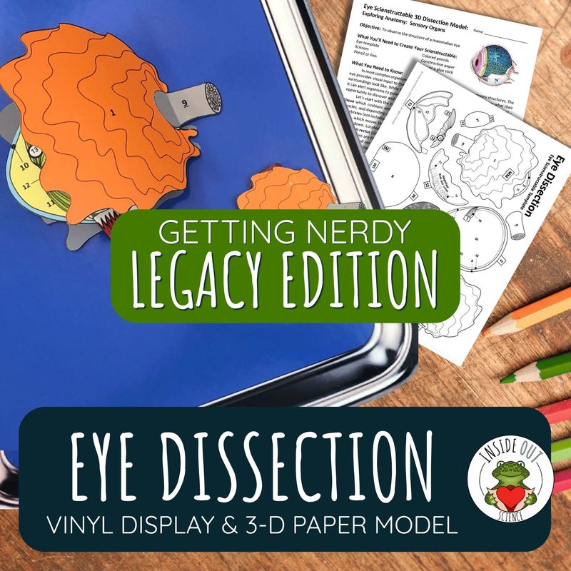 LEGACY Eye Dissection Model | Large Vinyl Anatomy Demonstration Kit & Lesson