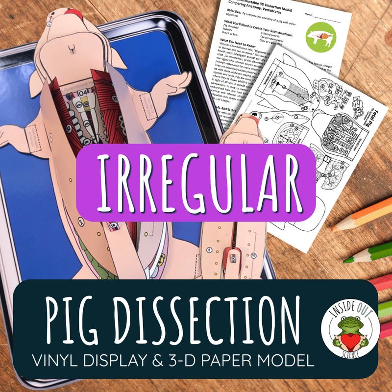 IRREGULAR Pig Dissection Model | Large Vinyl Anatomy Demonstration Kit & Lesson