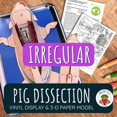 IRREGULAR Pig Dissection Model | Large Vinyl Anatomy Demonstration Kit & Lesson IRREGULAR Pig Dissection Model | Large Vinyl Anatomy Demonstration Kit & Lesson