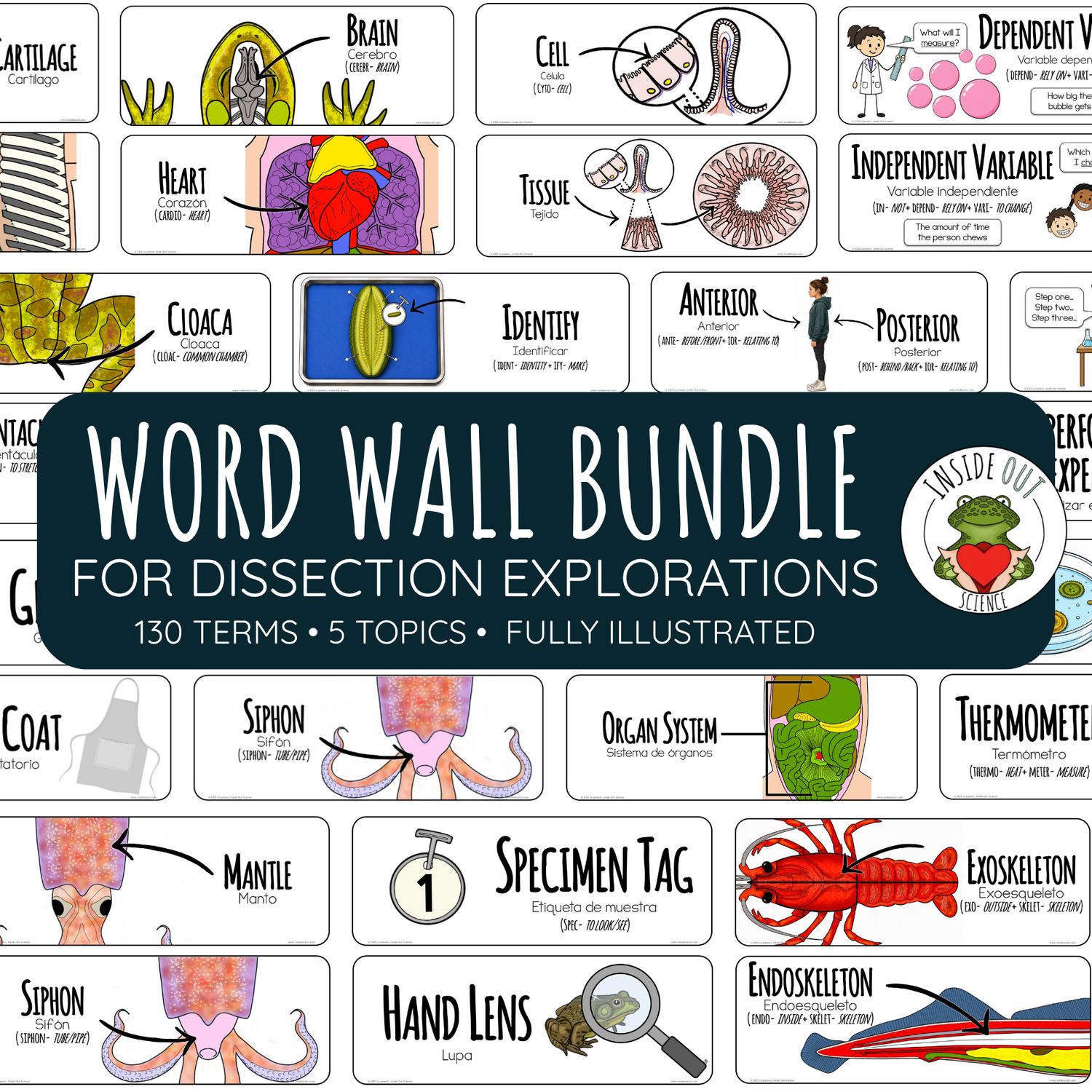Science Lab & Dissection Word Wall | Animal Anatomy Vocabulary | English & Spanish Science Lab & Dissection Word Wall | Animal Anatomy Vocabulary | English & Spanish
