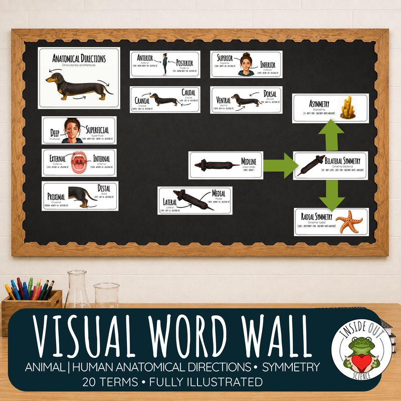 Anatomical Directional Terms Word Wall | Biology Anatomy Vocabulary | Bilingual