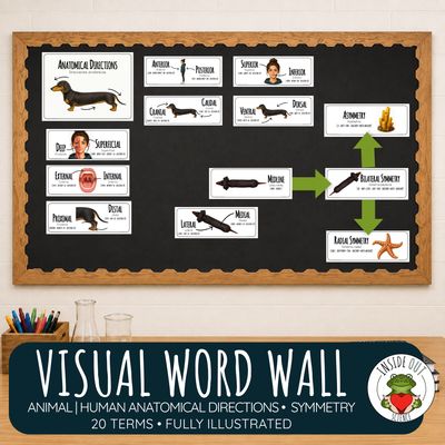 Anatomical Directional Terms Word Wall | Biology Anatomy Vocabulary | Bilingual Anatomical Directional Terms Word Wall | Biology Anatomy Vocabulary | Bilingual