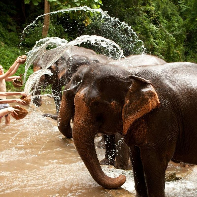 Santuario de Elefantes en Tailandia