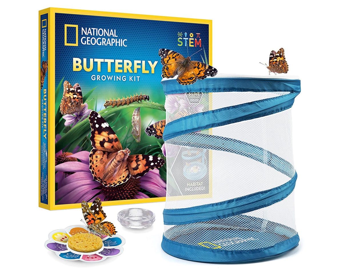 Blue Marble National Geographic Butterfly Growing Kit