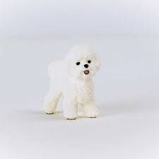 Schleich Bichon Frise, Variant: SCK13963