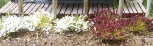 Bachmann 6mm Grass Tufts/White-Burgandy/100pc