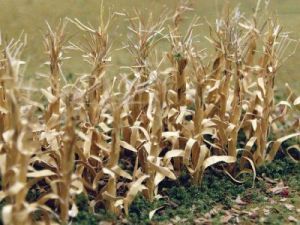 Bachmann Dried Corn Stalks 1''/30pk