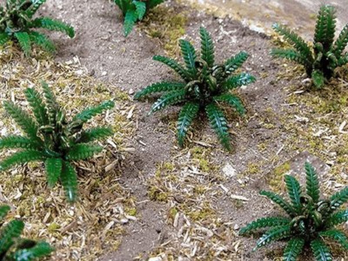Bachmann HO Ferns - 5/8" Wide (12/pk)