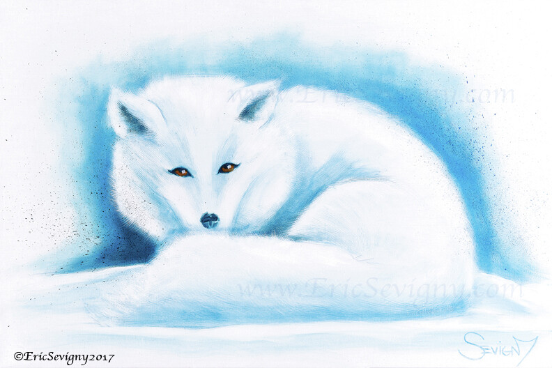 White Calm, Arctic Fox, by Eric Sevigny