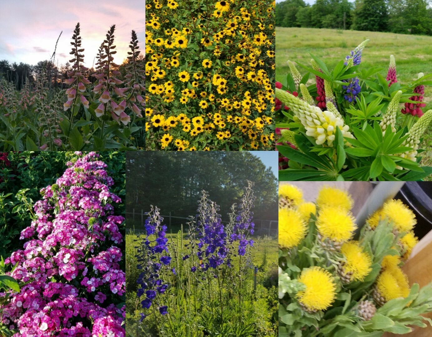 Tray of Perennial and Biennial Cutting Flowers