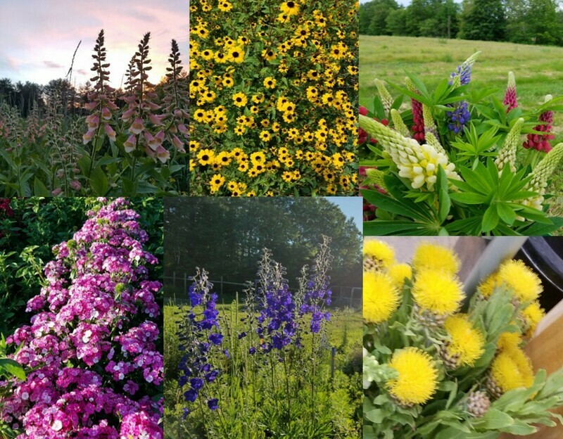 Tray of Perennial and Biennial Cutting Flowers