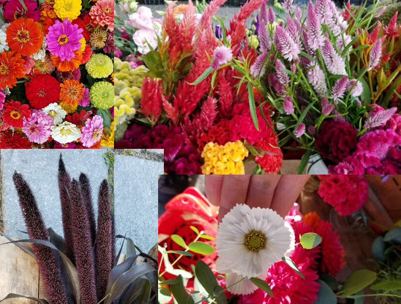 Tray of Warm-Weather-Loving Cut Flower Plants