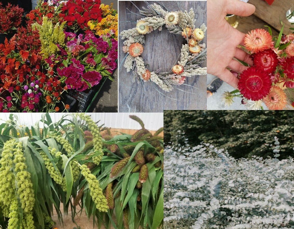 Tray of Drying Flower Plants