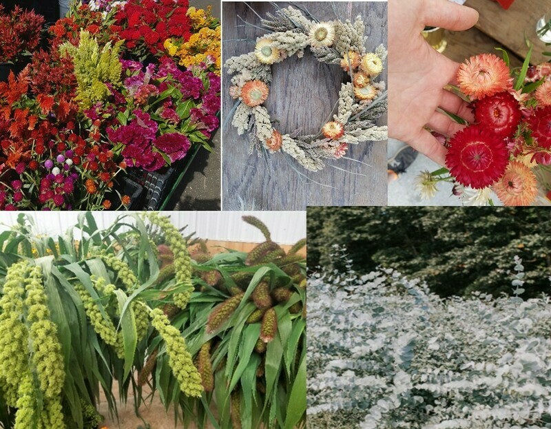 Tray of Drying Flower Plants
